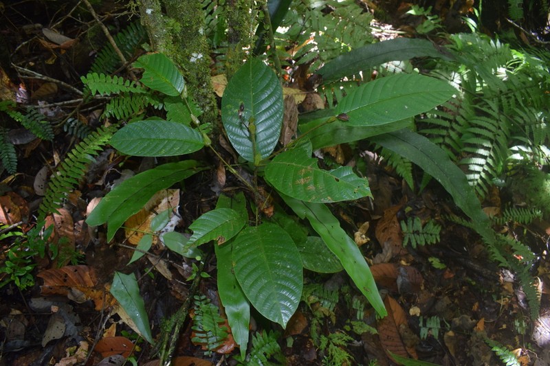 Rubroshorea palosapis photo 4