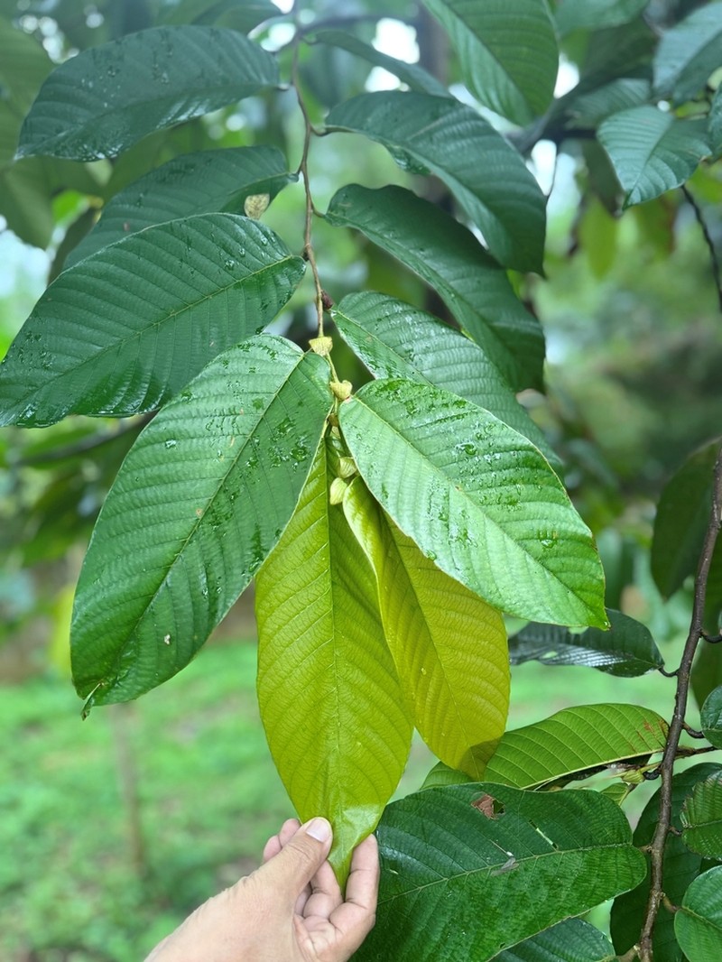 Rubroshorea palosapis photo 5