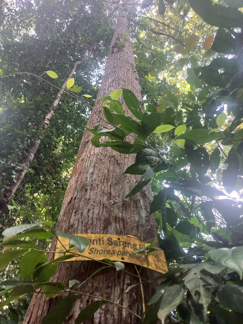Rubroshorea parvifolia