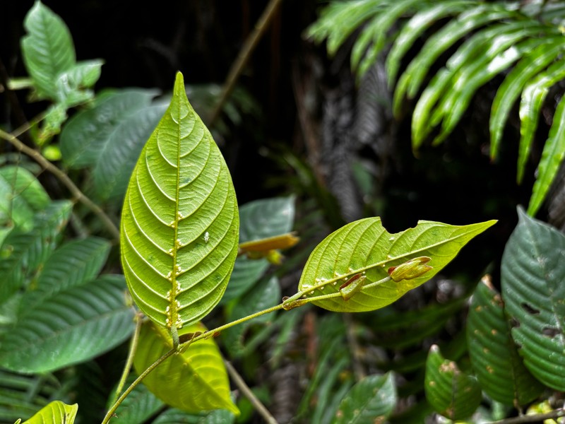 Rubroshorea parvifolia photo 2