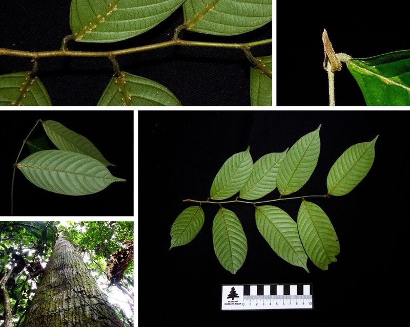Rubroshorea parvifolia photo 3