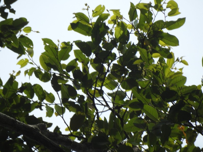 Rubroshorea parvifolia photo 4