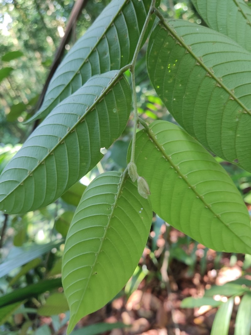 Rubroshorea parvifolia photo 5