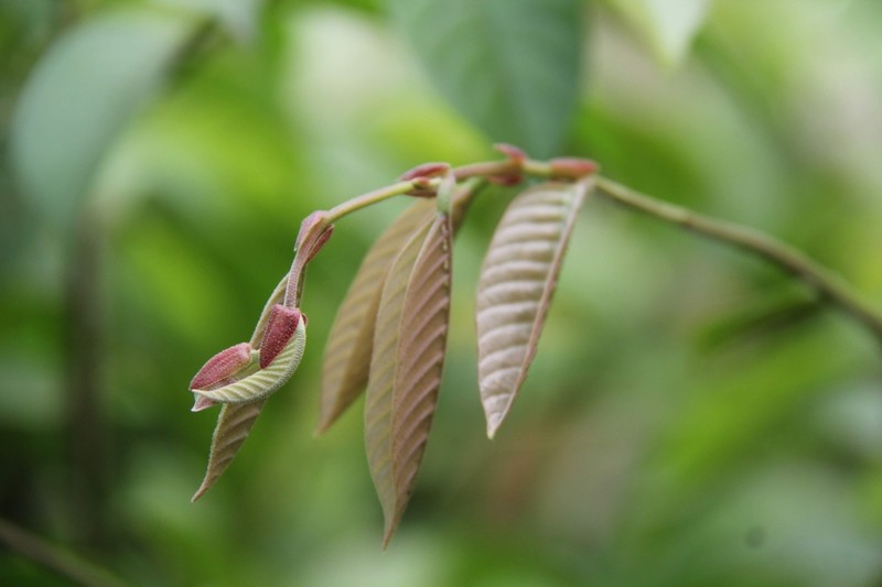 Rubroshorea parvifolia photo 6