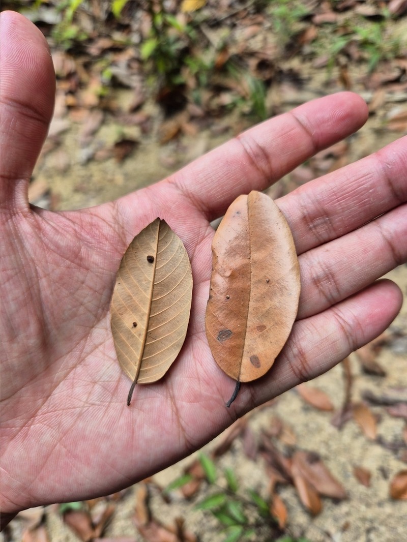 Rubroshorea parvifolia photo 7