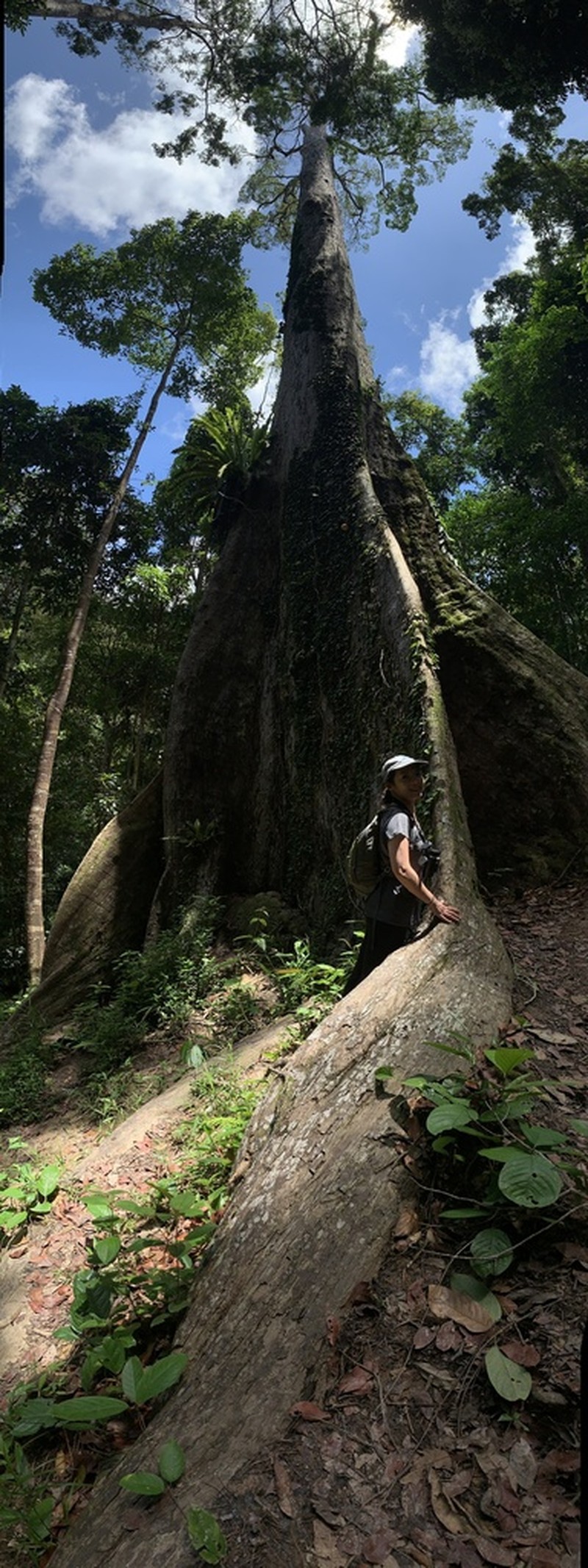 Rubroshorea pauciflora