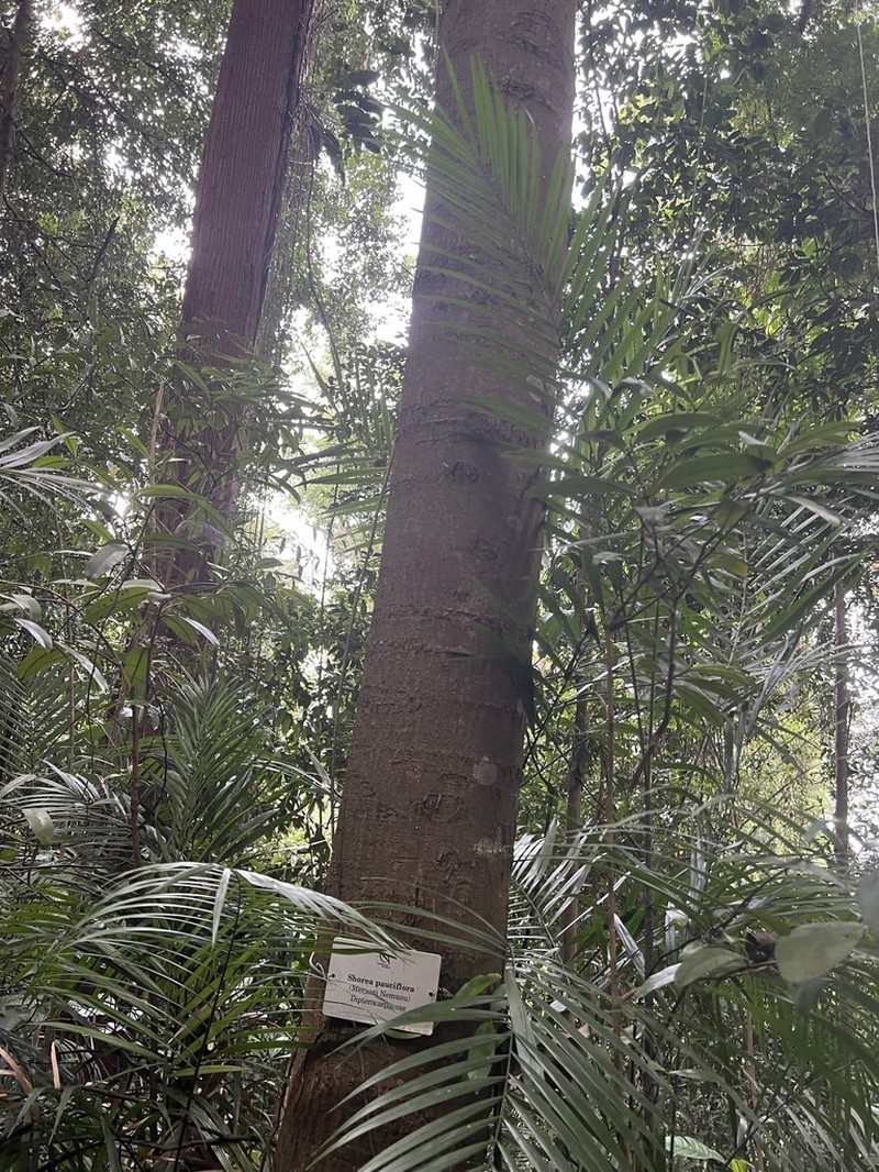 Rubroshorea pauciflora photo 2