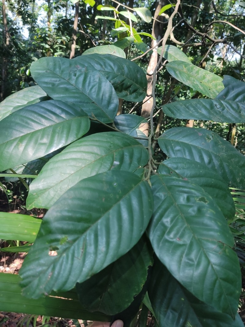 Rubroshorea pauciflora photo 3