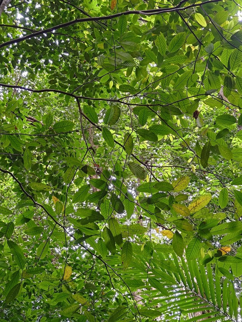 Rubroshorea pauciflora photo 5