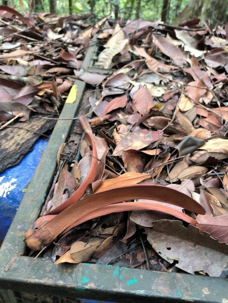 Rubroshorea pinanga