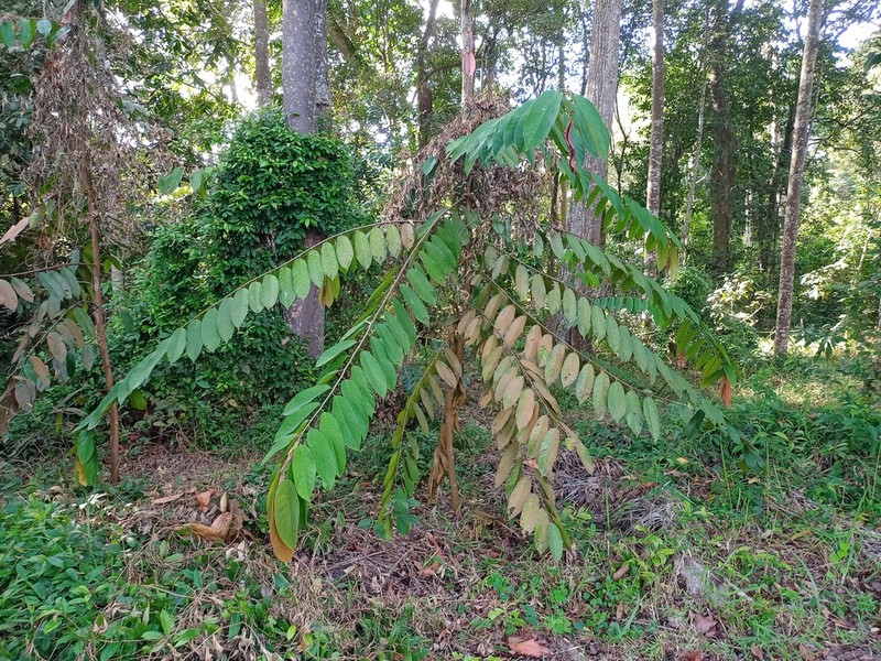 Rubroshorea pinanga photo 2