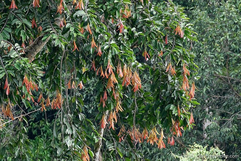 Rubroshorea pinanga photo 5