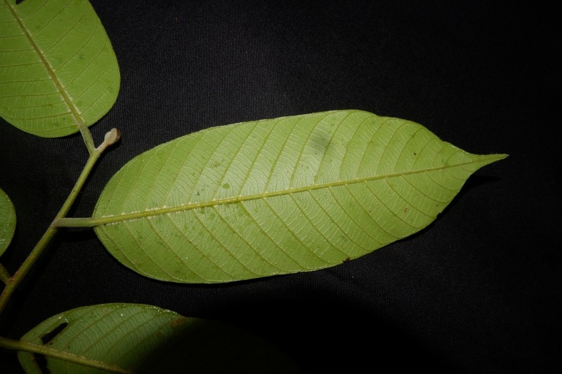 Rubroshorea platycarpa
