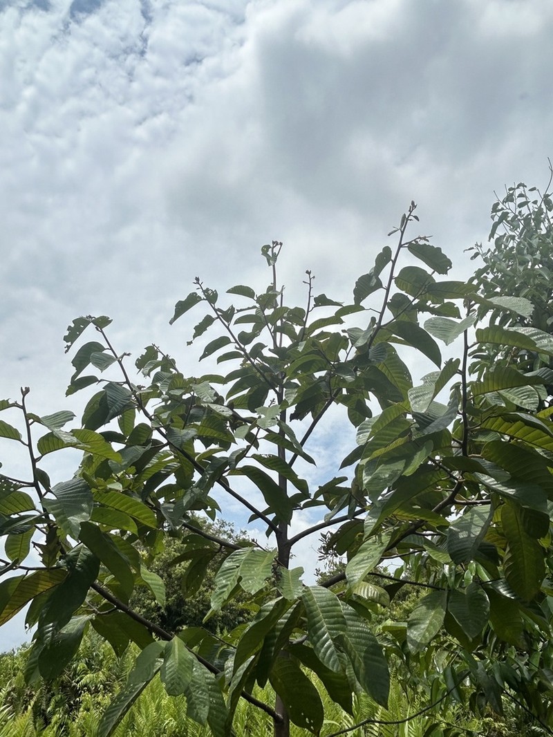 Rubroshorea platycarpa photo 2