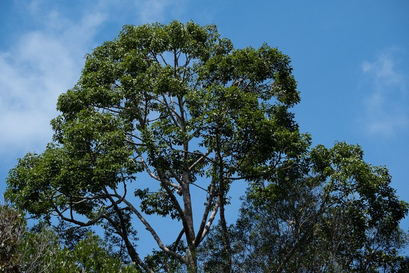 Rubroshorea platycarpa photo 3