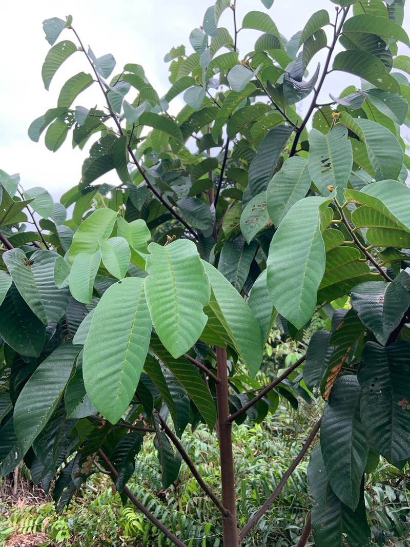 Rubroshorea platycarpa photo 4