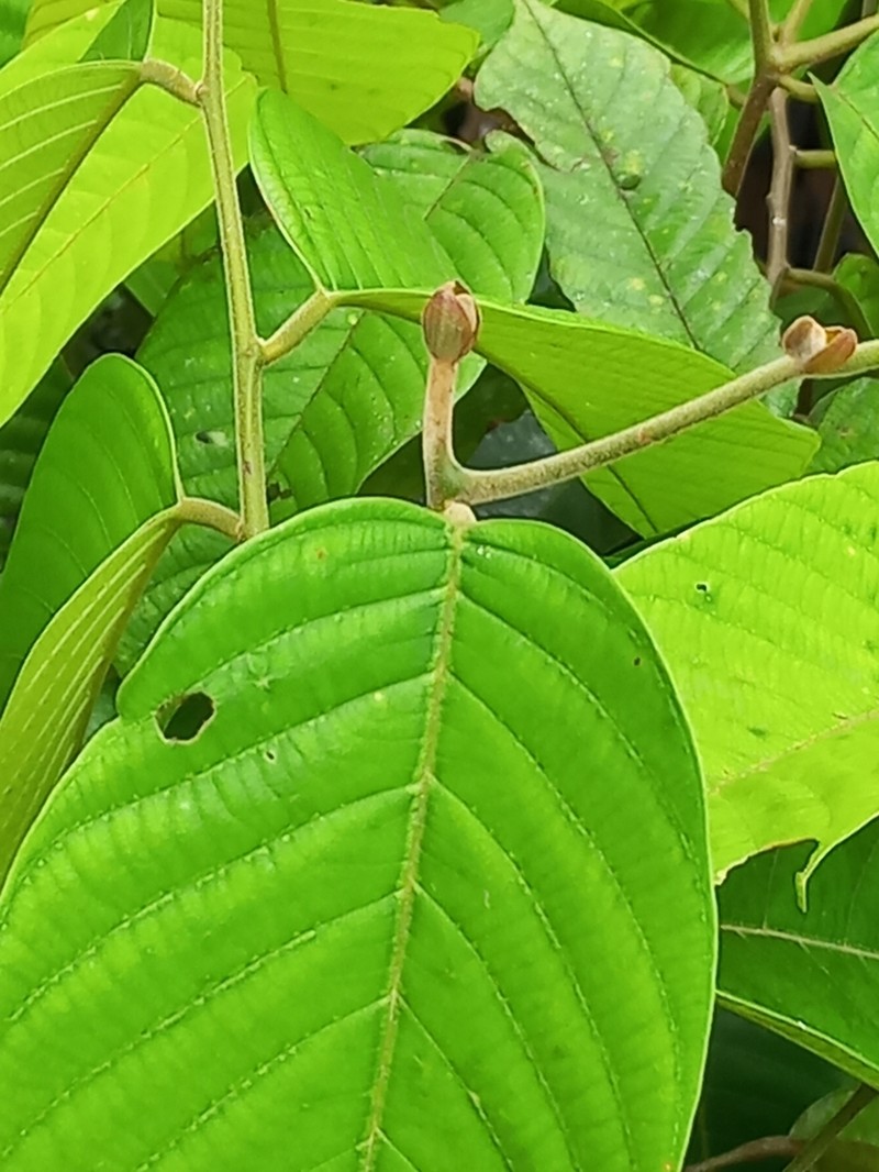 Rubroshorea platycarpa photo 5