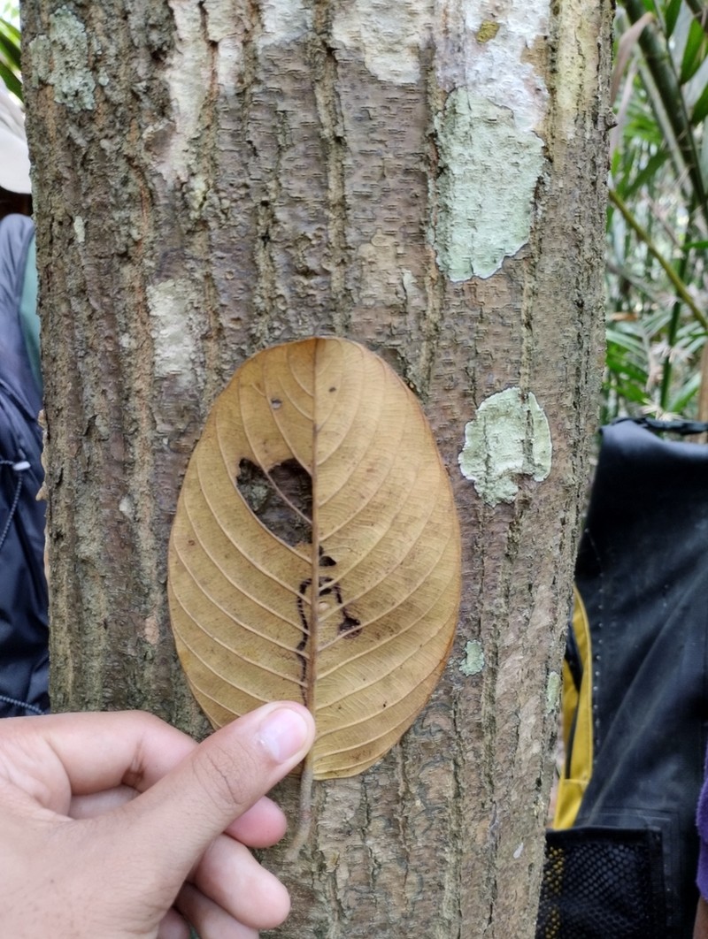 Rubroshorea platycarpa photo 6
