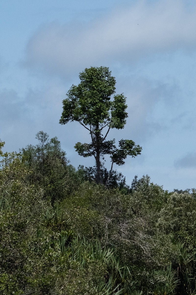 Rubroshorea platycarpa photo 7