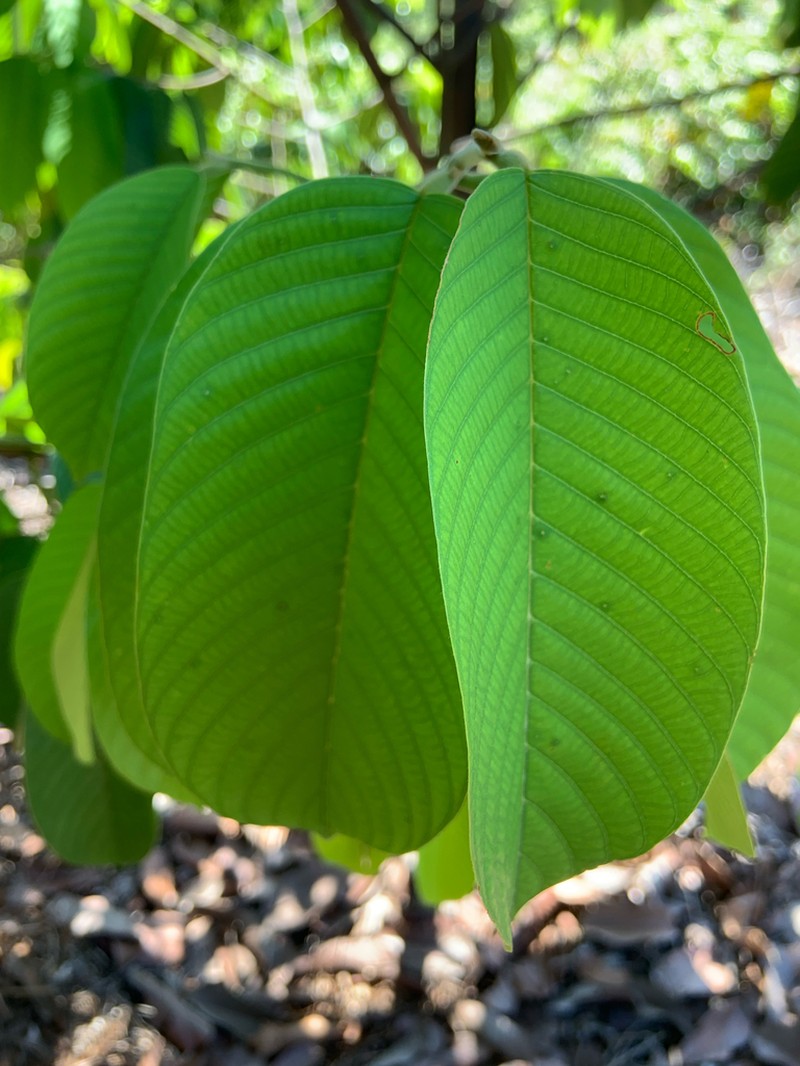 Rubroshorea platycarpa photo 8