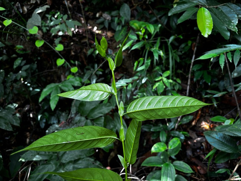 Rubroshorea platyclados