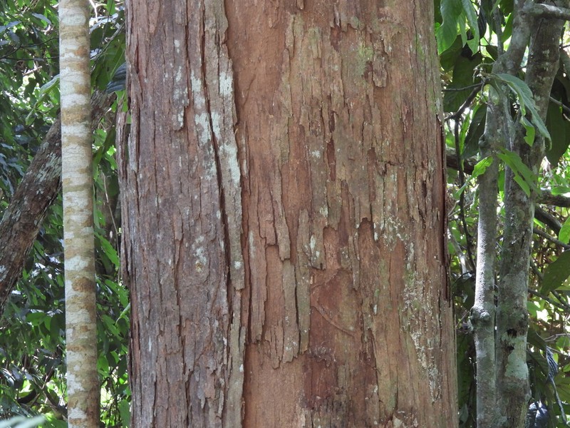 Rubroshorea platyclados photo 3