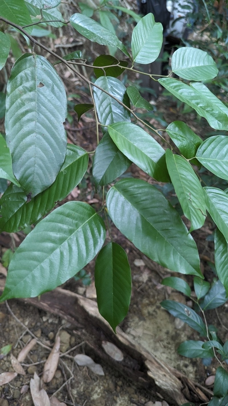 Rubroshorea polysperma