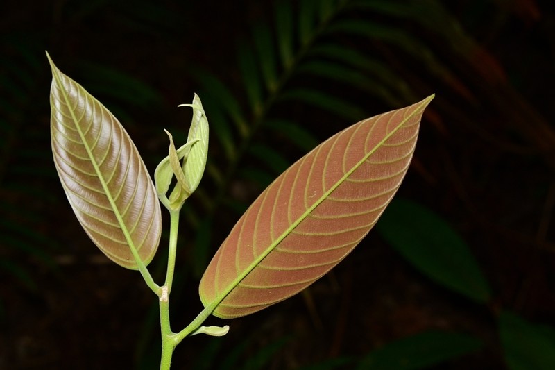 Rubroshorea polysperma photo 2