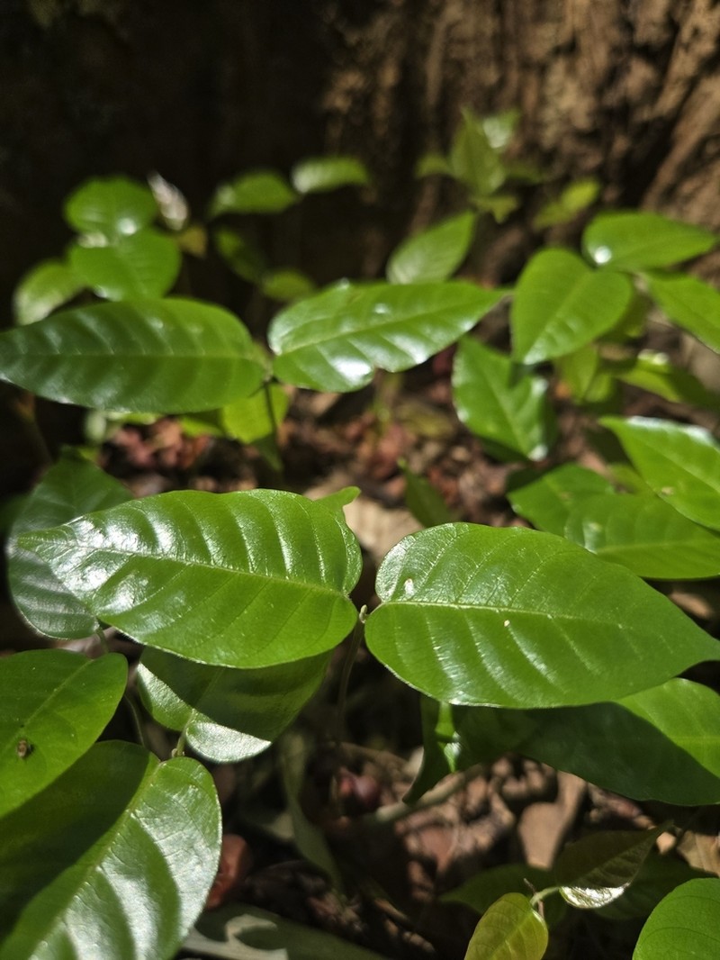 Rubroshorea polysperma photo 7