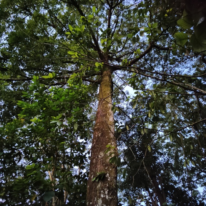 Rubroshorea rubra