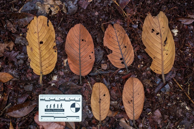 Rubroshorea rugosa