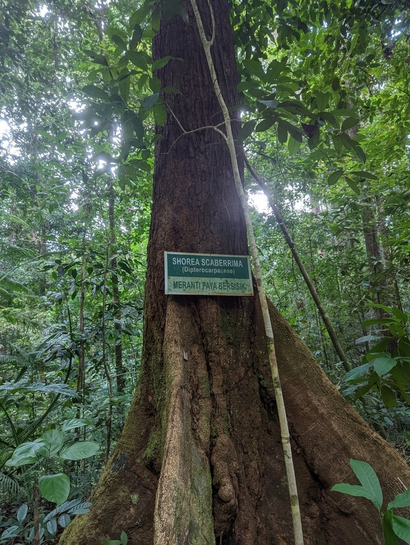 Rubroshorea scaberrima