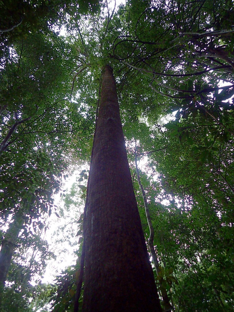 Rubroshorea scaberrima photo 3