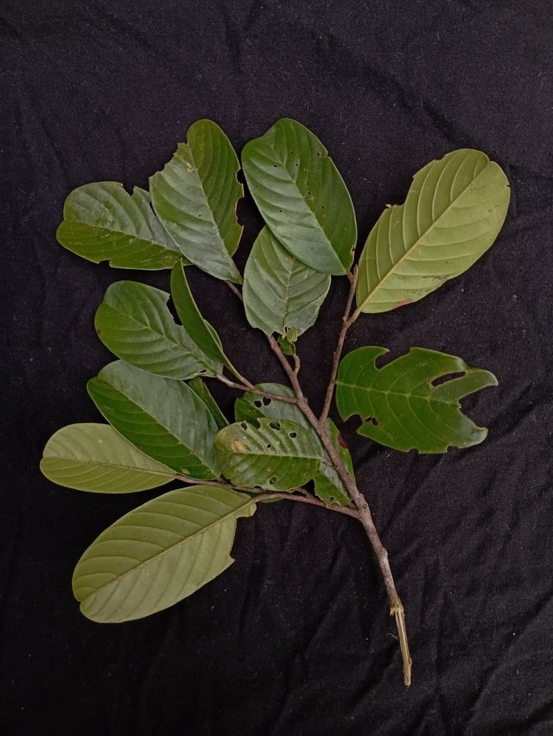 Rubroshorea scabrida