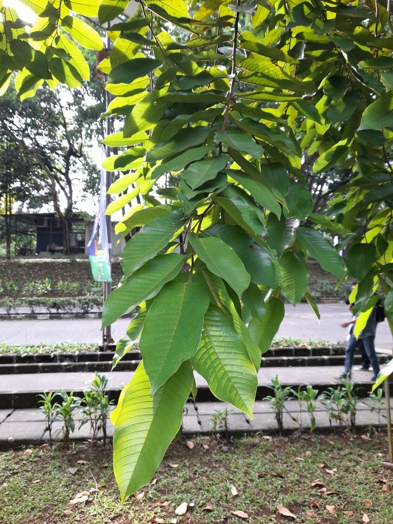 Rubroshorea selanica