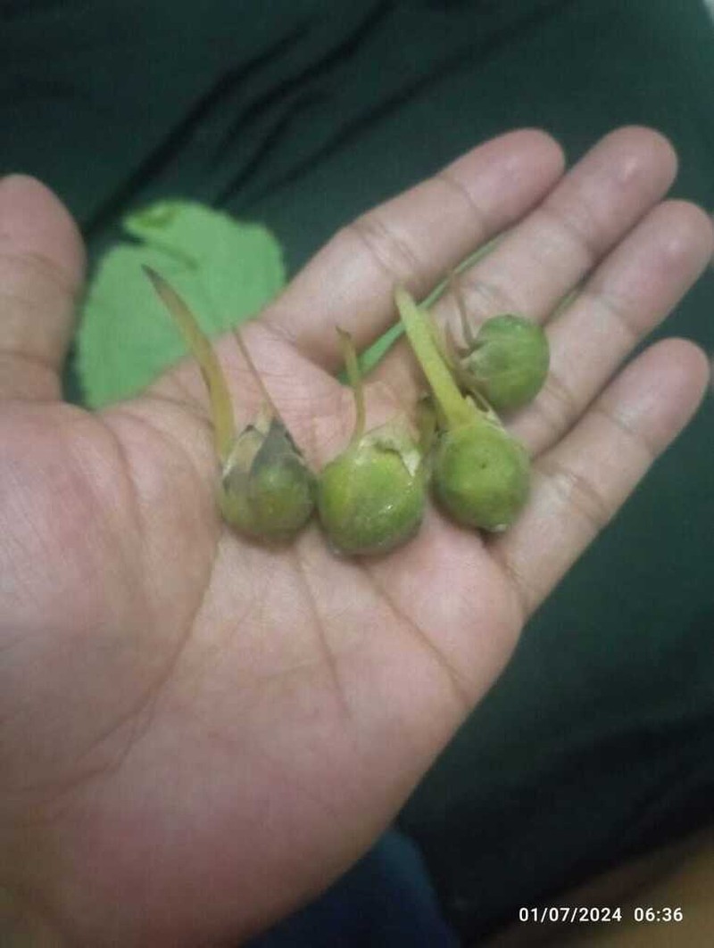 Rubroshorea singkawang