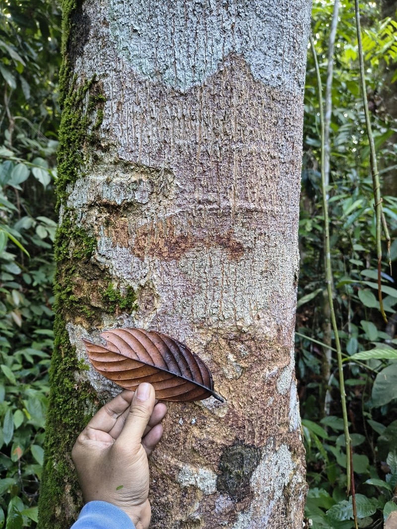 Rubroshorea singkawang photo 3