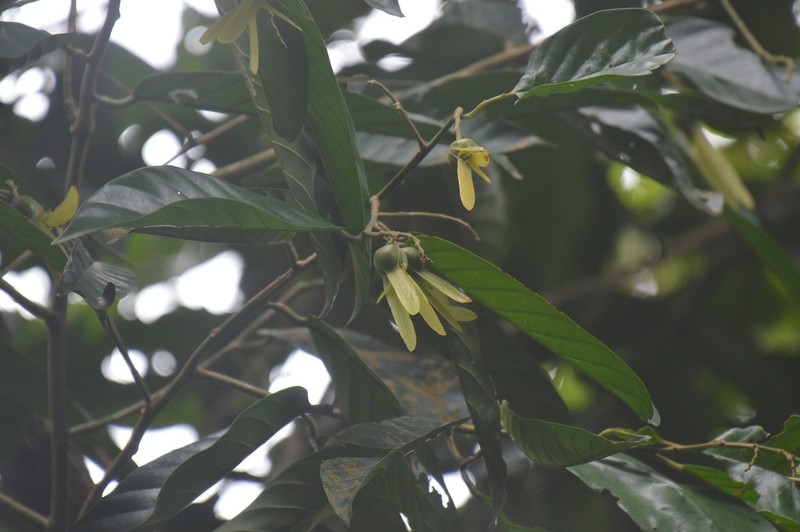 Rubroshorea singkawang photo 4