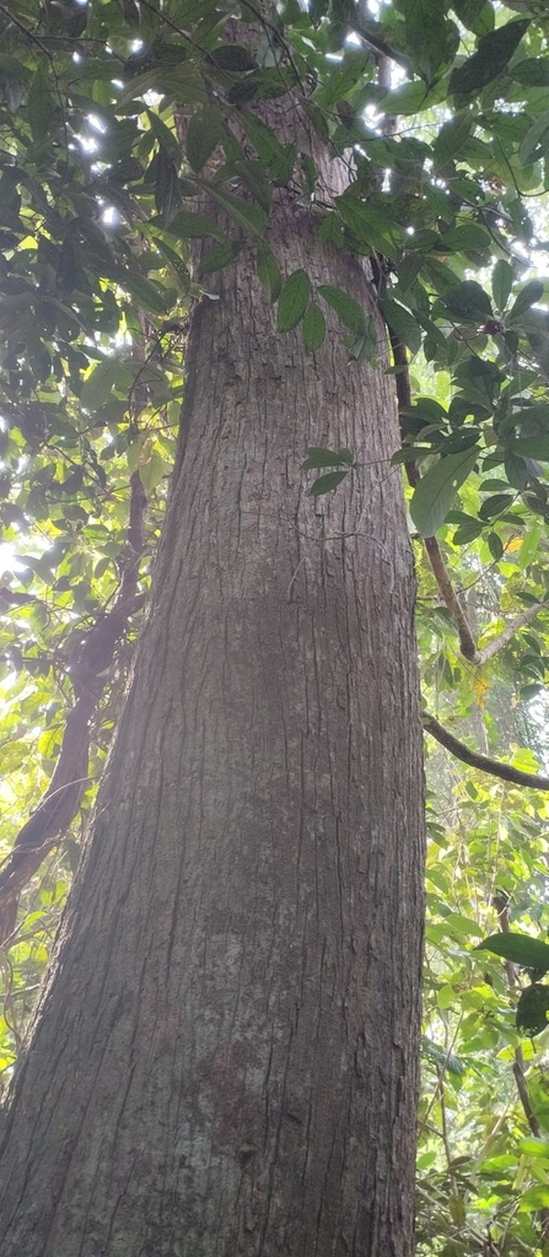 Rubroshorea singkawang photo 5