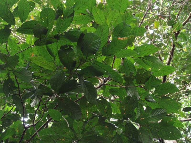 Rubroshorea singkawang photo 6