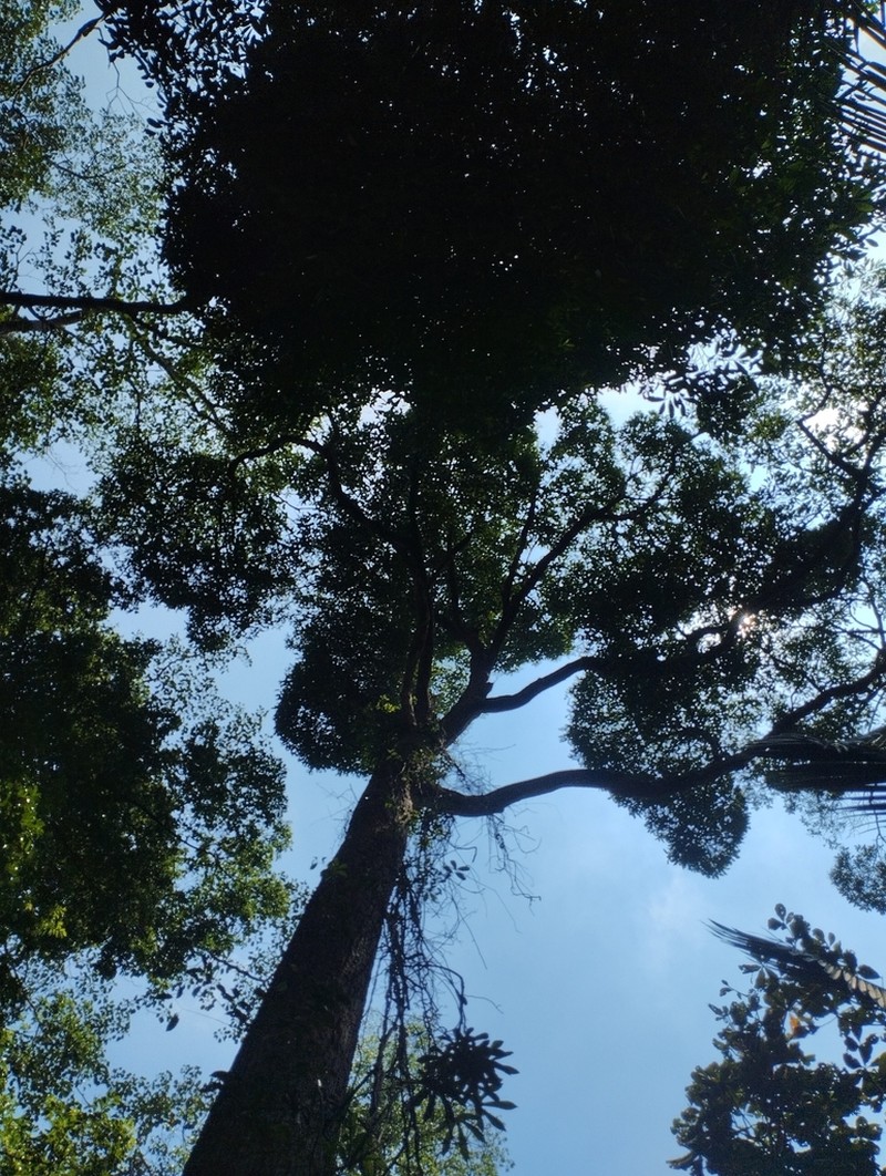 Rubroshorea singkawang photo 7