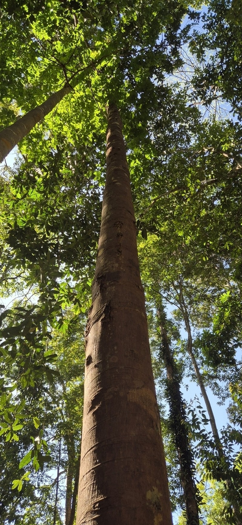 Rubroshorea singkawang photo 8