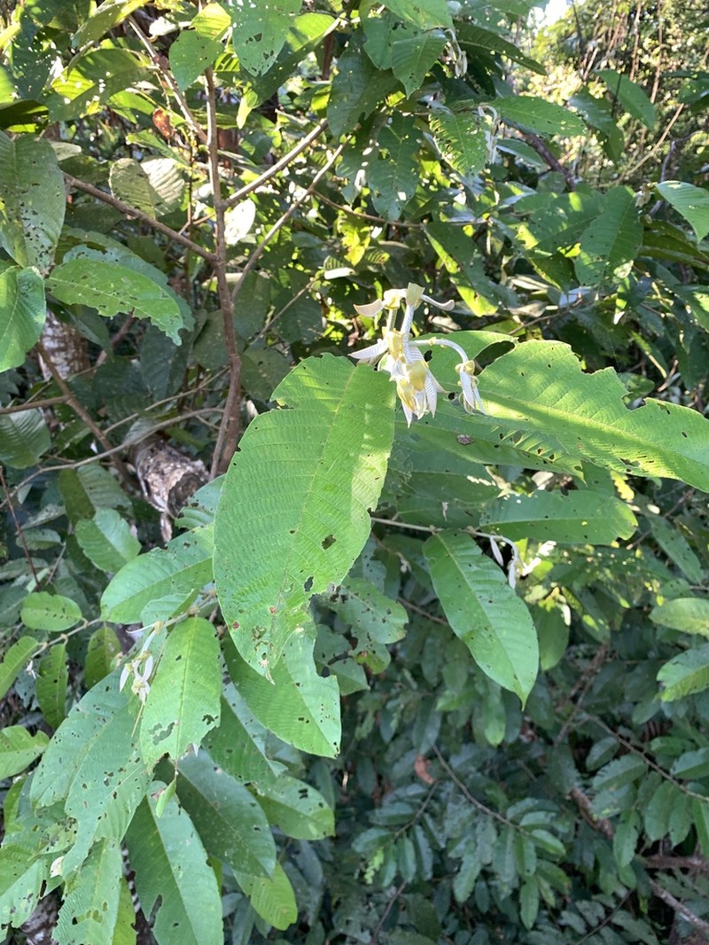 Rubroshorea smithiana