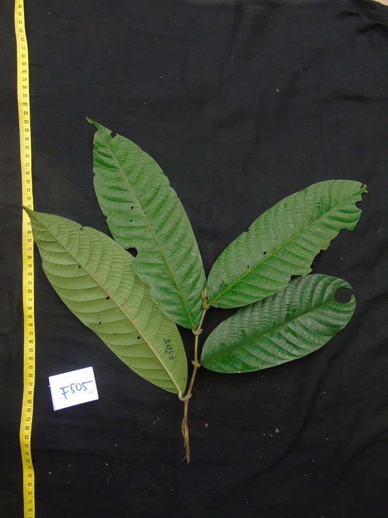Rubroshorea smithiana photo 2