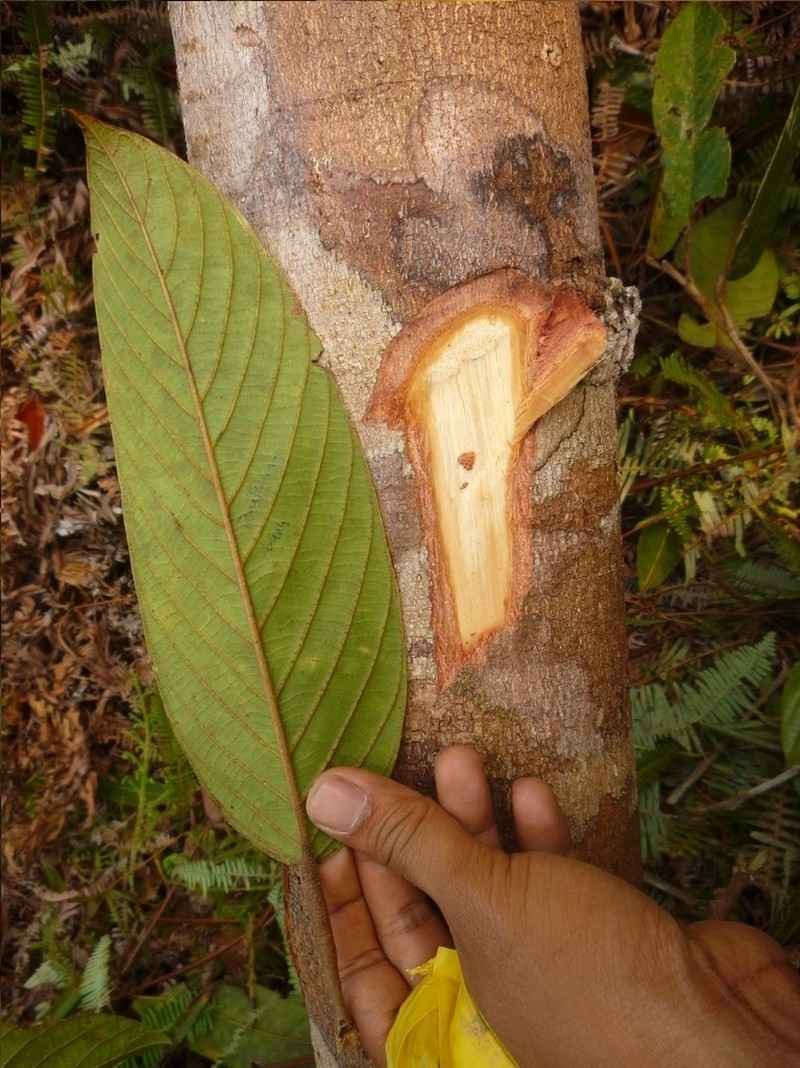 Rubroshorea smithiana photo 3