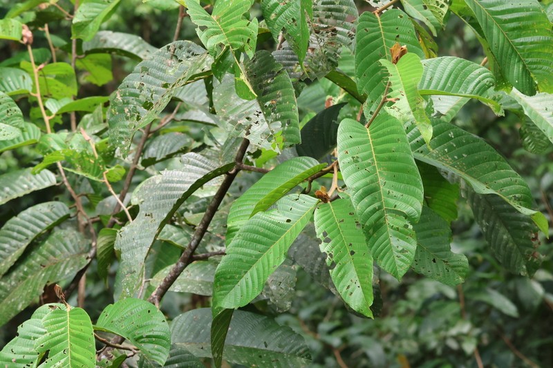 Rubroshorea smithiana photo 4