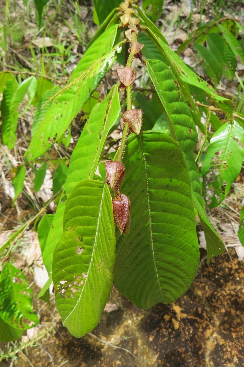 Rubroshorea stenoptera