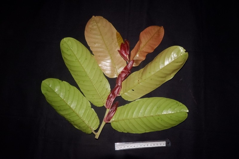 Rubroshorea stenoptera photo 3