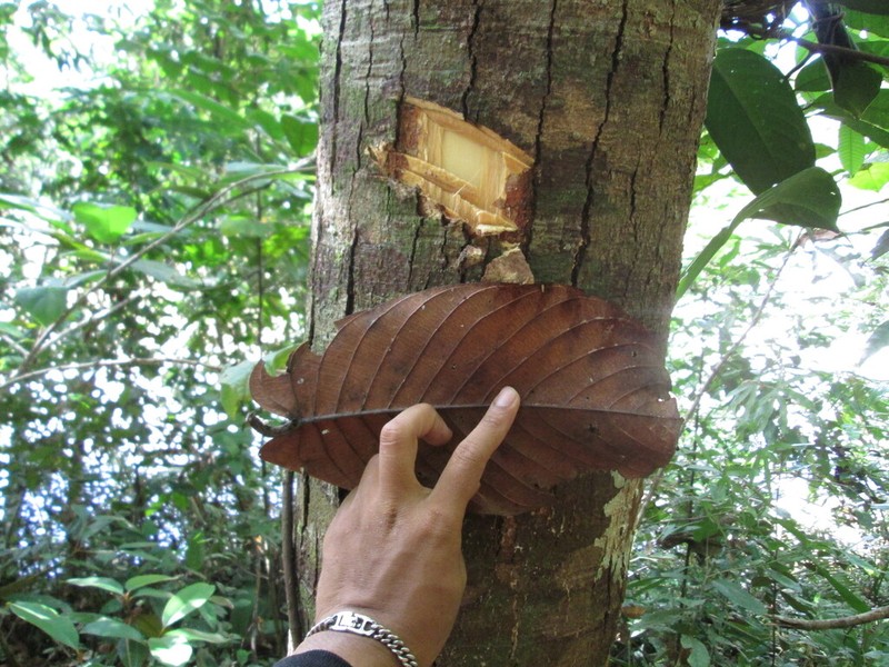 Rubroshorea stenoptera photo 4