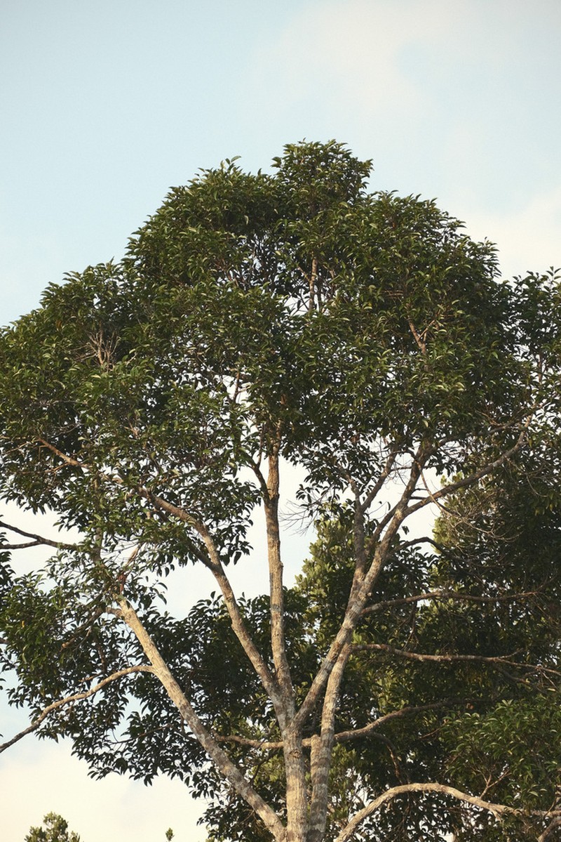 Rubroshorea teysmanniana